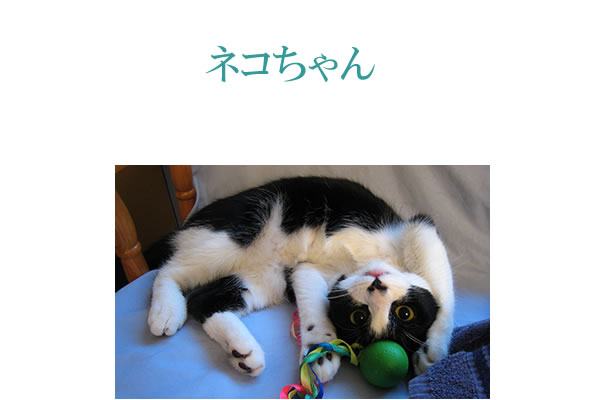 猫にサプリメント。健康維持と猫の免疫力維持にサプリメント