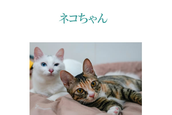 猫にサプリメント。健康維持と猫の免疫力維持にサプリメント