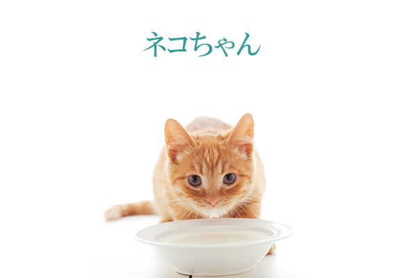 猫にサプリメント。健康維持と猫の免疫力維持にサプリメント