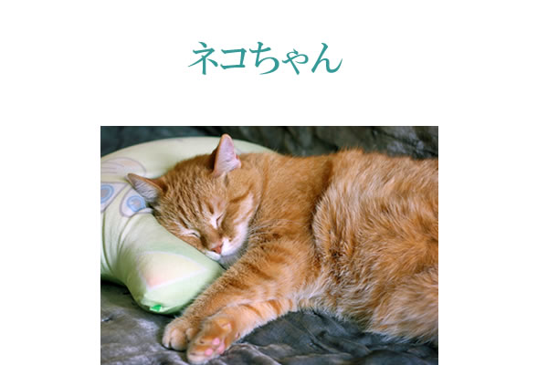 猫にサプリメント。健康維持と猫の免疫力維持にサプリメント