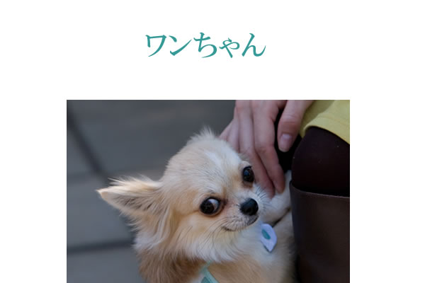 犬にサプリメント。健康維持と犬の免疫力維持にサプリメント