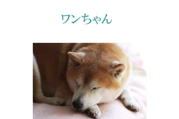 犬にサプリメント。健康維持と犬の免疫力維持にサプリメント