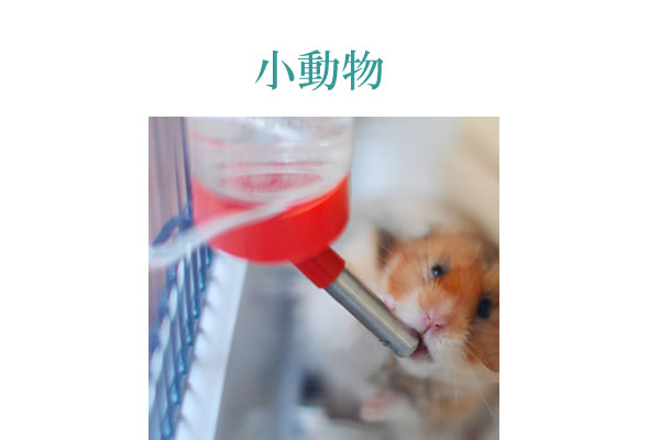 ハムスターにサプリメント。健康維持とハムスターの免疫力維持にサプリメント