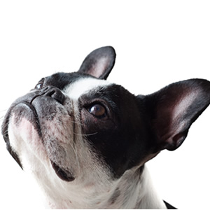 アガペットゴールド犬