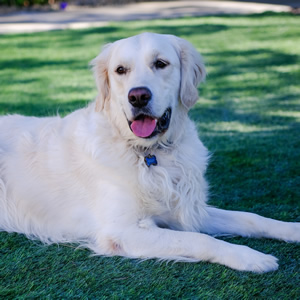 アガペットゴールド犬