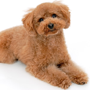 アガペットゴールド犬