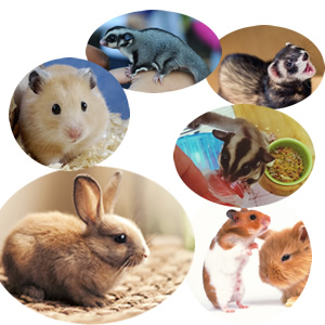 アガペットゴールドをふくろももんが・ウサギ・ハムスター・フェレットにも与えられる液体サプリメント