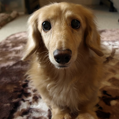 老犬の健康維持