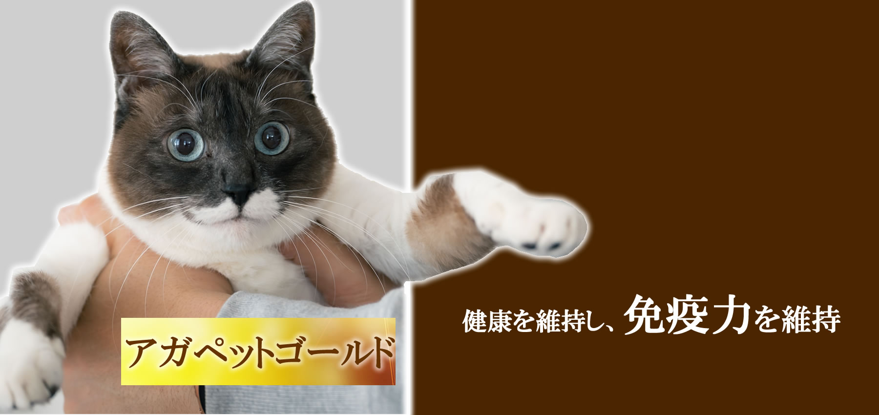 アガペットゴールド猫